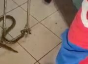 Ular Nyelonong Masuk Ruang Tamu Bikin Warga Jaktim Kaget saat Nonton TV, Waspada!