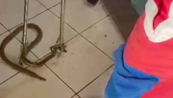 Ular Nyelonong Masuk Ruang Tamu Bikin Warga Jaktim Kaget saat Nonton TV, Waspada!