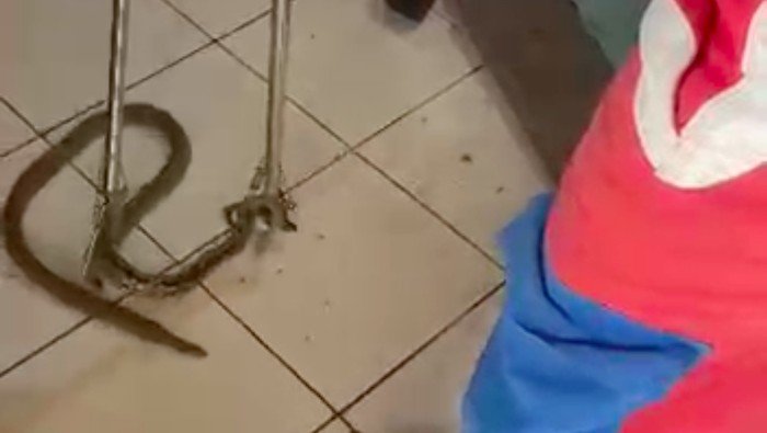 Ular Nyelonong Masuk Ruang Tamu Bikin Warga Jaktim Kaget saat Nonton TV, Waspada!