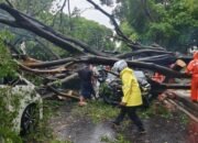 Pohon Raksasa Tumbang di Dharmawangsa, Timpa 5 Mobil, Warga Kaget