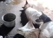 “Bantul Heboh Karena Warung Olahan Daging Anjing, Sultan HB Siapkan SK Pelarangan”