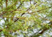 **Pohon Rawan Tumbang di Jakarta: Kenali 4 Ciri Sebelum Tragedi Terjadi**