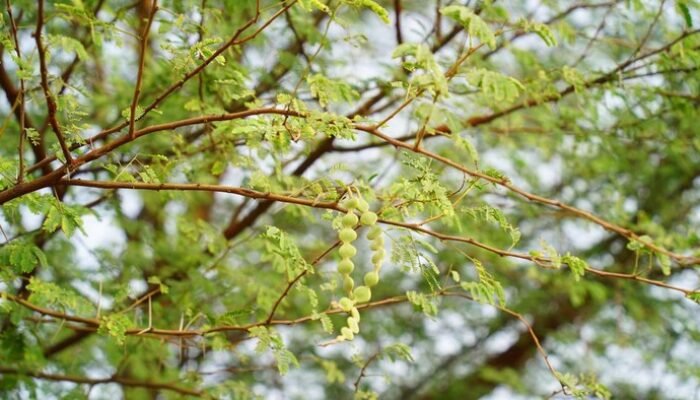 **Pohon Rawan Tumbang di Jakarta: Kenali 4 Ciri Sebelum Tragedi Terjadi**