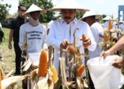 Menteri Imipas Turut Panen 45 Ton Jagung, Dukung Ketahanan Pangan di Sidoarjo