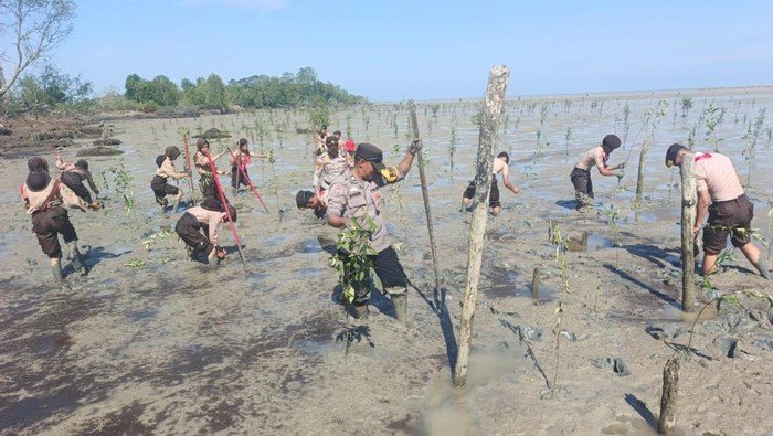 Polisi dan Pramuka Tanam Mangrove, Wujudkan Polisi yang Ramah lingkungan!