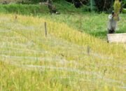 Produksi Beras 2023: Target 34,77 Juta Ton, Apakah Mungkin?