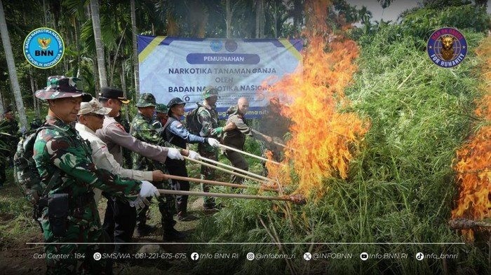 **BNN Raup 69 Ton Ganja dari Ladang 6,5 Hektare di Aceh Utara**