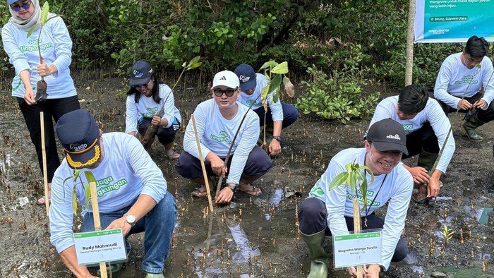 **ASDP Tanam 3.000 Mangrove di Bitung, Langkah Nyata Lestarikan Pesisir**