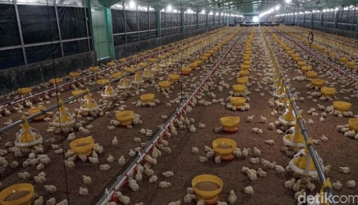 [ Kisah Ayam: Ketimpangan Harga antara Peternak dan Konsumen ]