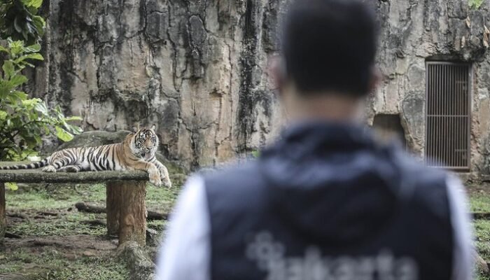 Isu Pakan Harimau Dibawa Pulang Bikin Ragunan Keheranan: Pengelola Tidak Benarkan