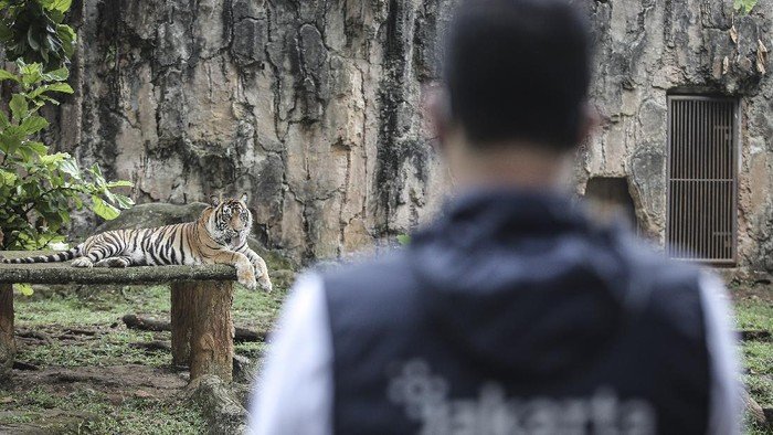 Isu Pakan Harimau Dibawa Pulang Bikin Ragunan Keheranan: Pengelola Tidak Benarkan