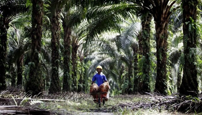 “Pengusaha Wanti-wanti Pemerintah soal Kopdes Kelola Kebun Sawit, Ancaman atau Peluang?”