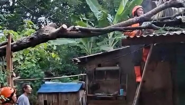 Pohon Raksasa Tumbang, Empat Rumah di Citereup Bogor Kebalik!