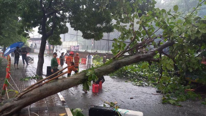 Pohon Tumbang Timpa Motor, Warga Bogor Dalam Kebingungan Akibat Hujan Deras-Angin Kencang