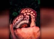 “Misteri Terungkap: Peneliti RI Temukan Bunga Bangkai Legendaris”