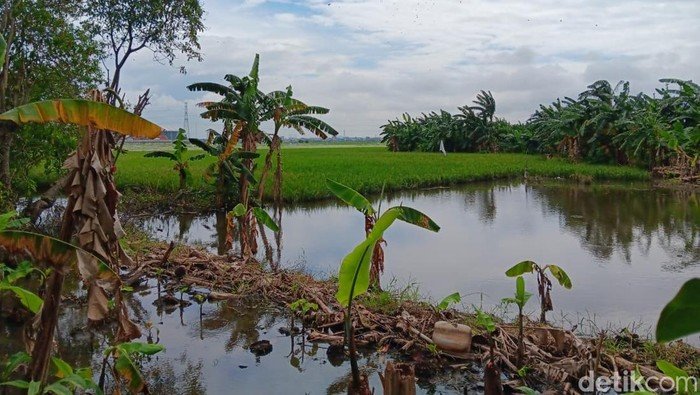 **Revitalisasi Lahan Sawah Jakarta: Solusi Bisnis di Tengah Banjir**