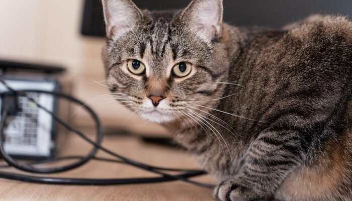 Pria Tendang Kucing hingga Mati di Blora Pensiunan ASN, Kini Terancam Pidana – Update 1