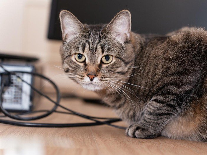 Pria Tendang Kucing hingga Mati di Blora Pensiunan ASN, Kini Terancam Pidana - Update 1