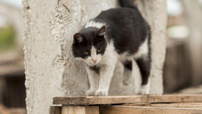 Pensiunan ASN yang Tendang Kucing hingga Mati di Blora Minta Maaf: Kasus Kekerasan Hewan yang MengguncangkanPublik