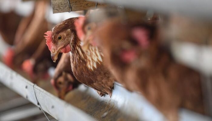 RI Siap Geber Proyek Ayam untuk MBG, Hilirisasi Bakal Jadi Kunci