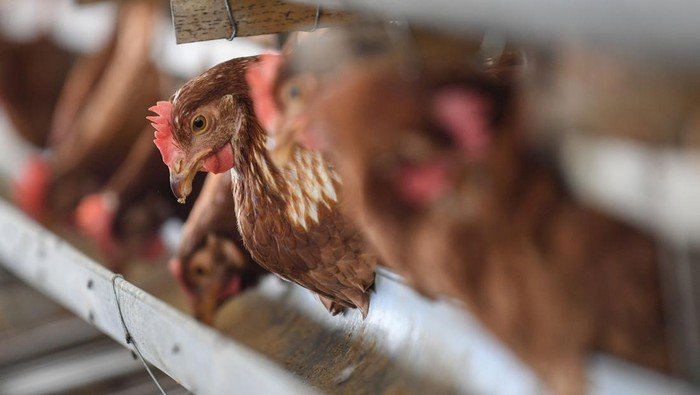 RI Siap Geber Proyek Ayam untuk MBG, Hilirisasi Bakal Jadi Kunci