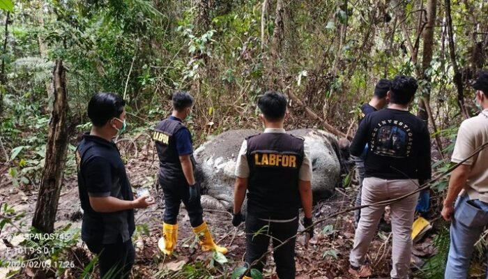 **LAM Riau Kecam Pembunuhan Gajah: Alam Ini Bukan untuk Dihabiskan**
