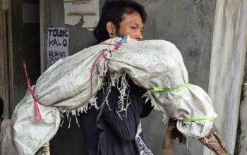 Niat Pria di Jakbar Jual Biawak Berujung Viral Dikira Panggul Mayat, Ketahuan Ternyata Begini!