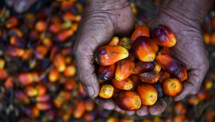 **Sawit RI Masih Kalah dari Malaysia, Ini Buktinya: Strategi Bisnis untuk Menangkap Peluang Pasar Global**