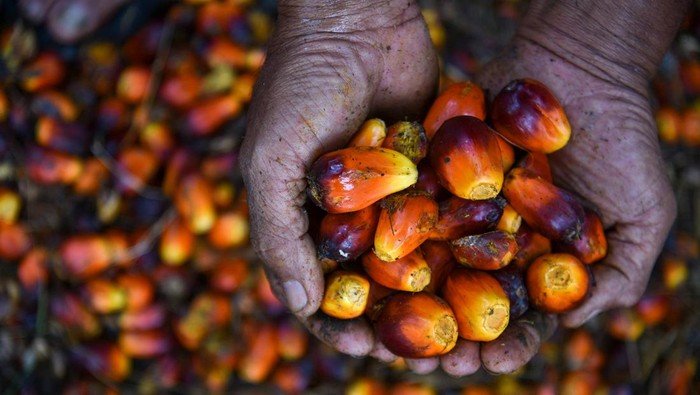 **Sawit RI Masih Kalah dari Malaysia, Ini Buktinya: Strategi Bisnis untuk Menangkap Peluang Pasar Global**
