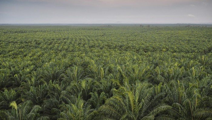 **Mengatasi Mitos, Memahami Fakta: Perkebunan Sawit dan Banjir di Sumatera**