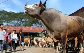 **Aceh Berharap Sapi Meugang Sebelum Ramadan, 1.455 Desa Siap Terima Bantuan**