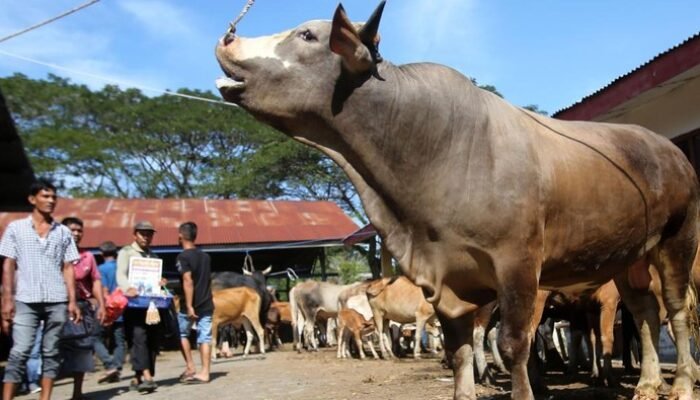 **Aceh Berharap Sapi Meugang Sebelum Ramadan, 1.455 Desa Siap Terima Bantuan**