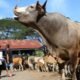 **Aceh Berharap Sapi Meugang Sebelum Ramadan, 1.455 Desa Siap Terima Bantuan**