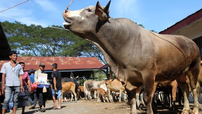 **Aceh Berharap Sapi Meugang Sebelum Ramadan, 1.455 Desa Siap Terima Bantuan**