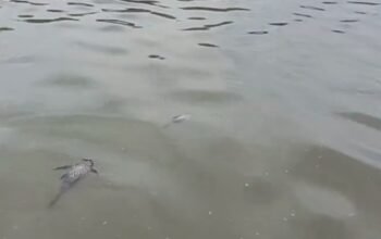 Kebakaran Pabrik Pestisida Cemari Sungai, Suplai Air PAM Tangsel Diklaim Aman – Update 1