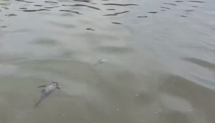 Kebakaran Pabrik Pestisida Cemari Sungai, Suplai Air PAM Tangsel Diklaim Aman – Update 1