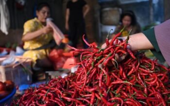 Mentan Akan Perkenalkan Aturan Baru untuk Menstabilkan Harga Cabai