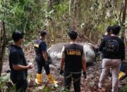 Kisah Horor Hutan Riau: Gajah Tanpa Kepala Ditemukan
