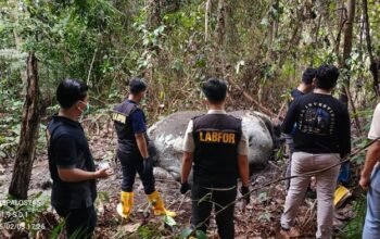 Kisah Horor Hutan Riau: Gajah Tanpa Kepala Ditemukan