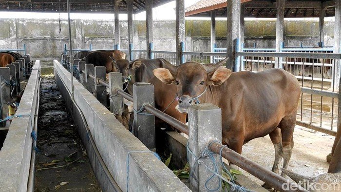 Prabowo Gelontorkan Rp72 Miliar untuk Sapi Meugang, Relief Bencana di 19 Daerah