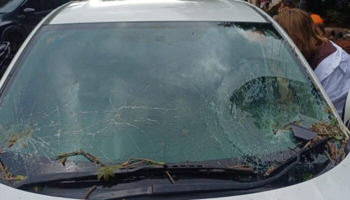 Pohon Tumbang di Jl TB Simatupang Jaksel, Timpa Mobil Hingga Kaca Hancur – Ini Fakta yang Perlu Diketahui!