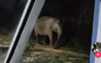 “Gajah Liar Viral di Siak: Warga Rela Pisang Dimakan, Kapolda Pujinya”