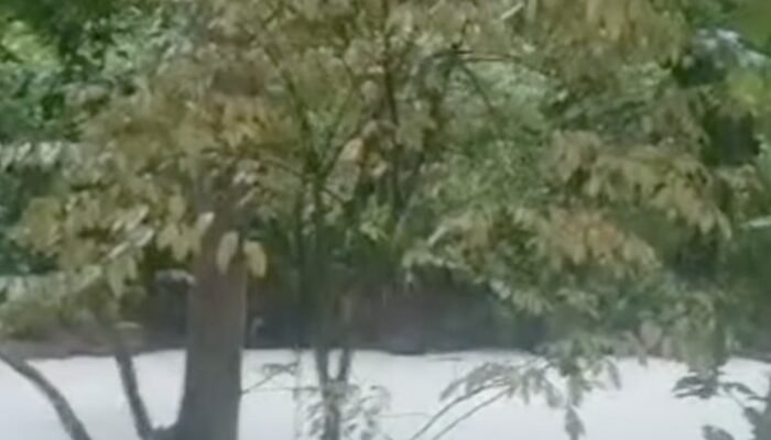 Sungai Cisadane dalam Angka: Data Mengejutkan Tentang Racun yang Merusak Ecosistem