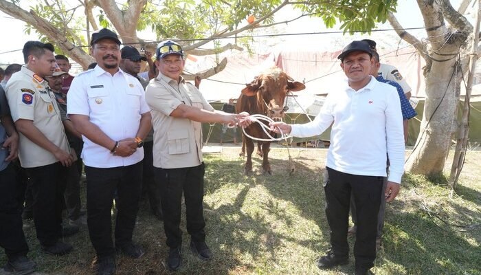 1.455 Sapi dari Presiden Prabowo untuk Aceh, Langkah Mendagri Menjaga Ketahanan Pangan!
