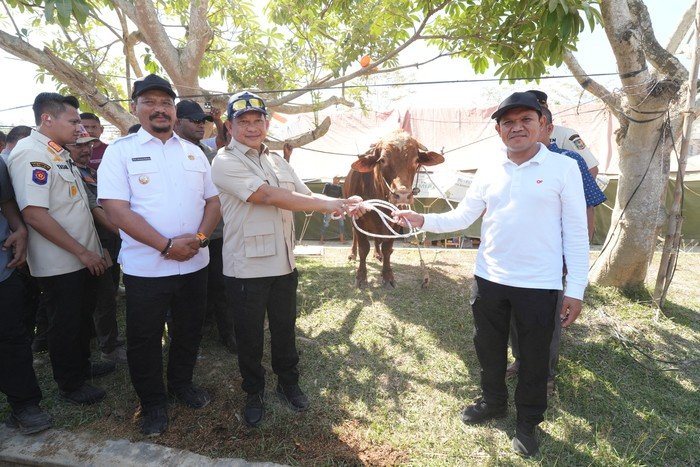 1.455 Sapi dari Presiden Prabowo untuk Aceh, Langkah Mendagri Menjaga Ketahanan Pangan!