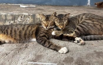 Pensiunan ASN Blora Didakwa Setelah Tendang Kucing Hingga Meninggal