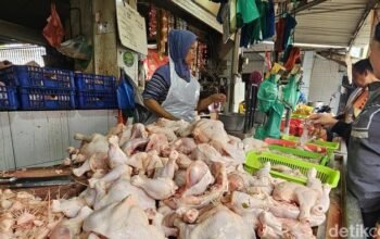 Stok Ayam Melimpah, Namun Rantai Distribusi Jadi Penyebab Kenaikan Harga yang Mencengangkan!