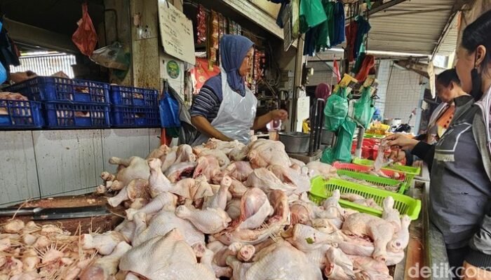Stok Ayam Melimpah, Namun Rantai Distribusi Jadi Penyebab Kenaikan Harga yang Mencengangkan!