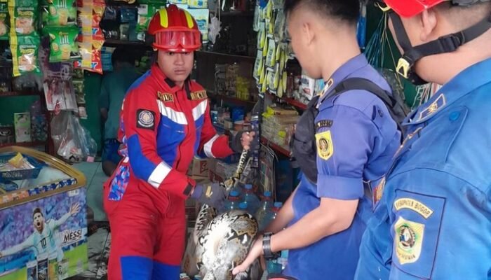 “Misteri Sanca Raksasa di Bogor: Damkar Sibuk Evakuasi Bawah Freezer”