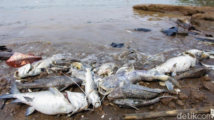 **Risiko Kronis Pencemaran Pestisida di Cisadane: Peringatan Serius dari Peneliti BRIN**